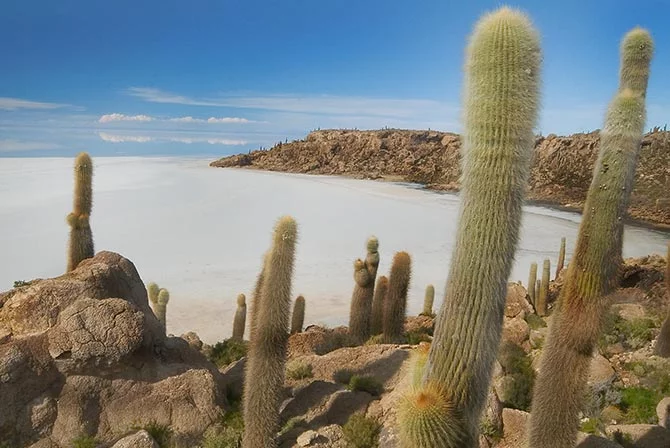 Isla Incahuasi Salar de Uyuni